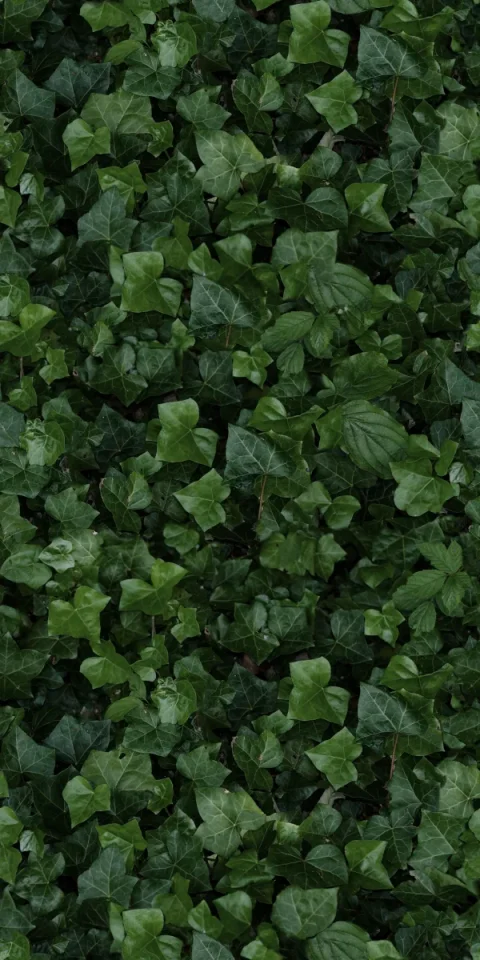 European Tiles Rainforest 50x100 3.5mm Rectified Tile - Piece E product image - Image 1